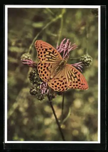 AK Schmetterling sitzt auf der Distel, Kaisermantel, Argynnis paphia