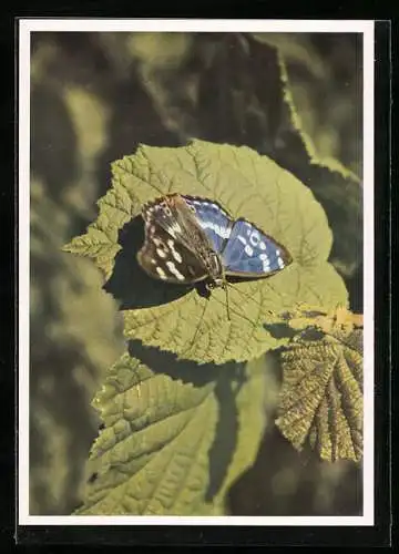 AK Schmetterling auf einem Blatt, Kleiner Schillerfalter, Apatura ilia