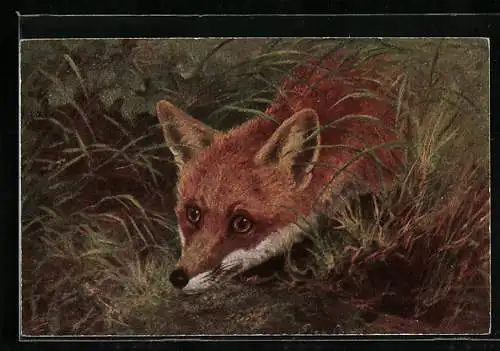 Künstler-AK Neugieriger Fuchs blickt aus Gebüsch