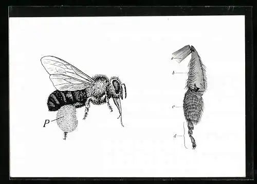 AK Honigbiene mit Höschen und Sammelfuss der Biene