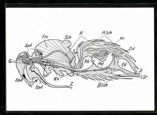 AK Honigbiene, Schematischer Schnitt durch eine Arbeiterbiene