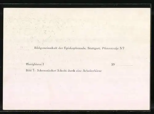 AK Honigbiene, Schematischer Schnitt durch eine Arbeiterbiene