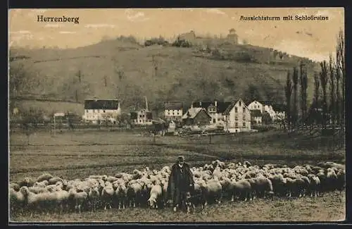 AK Herrenberg, Aussichtsturm mit Schlossruine, Schafherde mit Schäfer