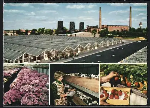 AK Wiesmoor /Ostfr., Gewächshaus mit Blumen und Erdbeeren