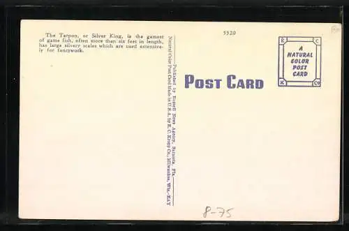 AK Sarasota, Fla., Ansicht eines springenden Fisches an der Angel