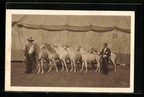 AK Gross-Raubtierschau, Circus Willy Hagenbeck, Queen-Viktoria-Ponys