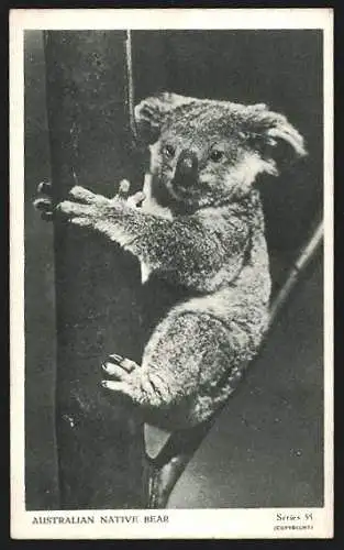 AK Australien, Junger Koala an einem Baumstamm