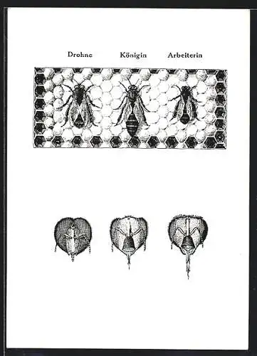 AK Honigbiene, Glieder des Bienenstaates, Drohne, Königin und Arbeiterin mit Stacheln