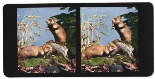 Stereo-Fotografie Chromoplast No. 23, Hamster ( Cricetus frumentarius), Serie von Nah und Fern