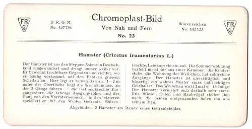 Stereo-Fotografie Chromoplast No. 23, Hamster ( Cricetus frumentarius), Serie von Nah und Fern