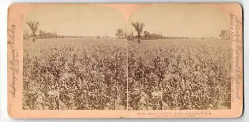 Stereo-Fotografie Strohmeyer & Wyman, New York, die grossen Kornfelder im osten Kansas, great Corn Fields, Landwirtschaft