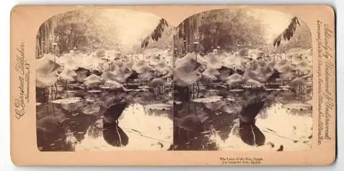 Stereo-Fotografie Strohmeyer & Wyman, New York, blühende Lotusfarm im Nil, Los Lotos del Nilo, Landwirtschaft