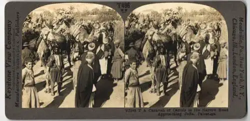 Stereo-Fotografie Keystone View, Meadville, Ansicht Jaffa / Palestina, Caravan of Camels in the narrow Road