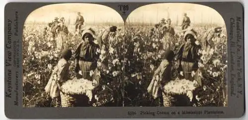Stereo-Fotografie Keystone View, Meadville, Ansicht Mississippi, Picking Cotton on a Plantation