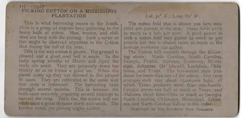 Stereo-Fotografie Keystone View, Meadville, Ansicht Mississippi, Picking Cotton on a Plantation