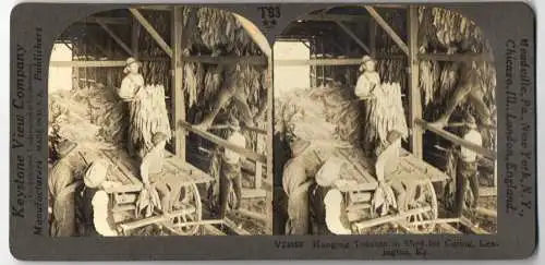 Stereo-Fotografie Keystone View, Meadville, Ansicht Lexington / KY, hanging Tobacco in shed for curing