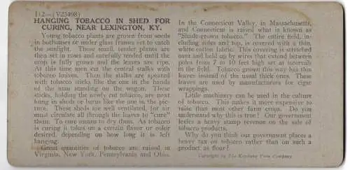 Stereo-Fotografie Keystone View, Meadville, Ansicht Lexington / KY, hanging Tobacco in shed for curing