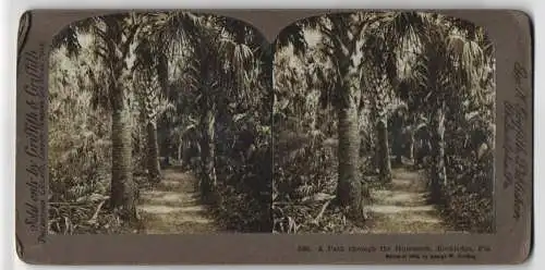 Stereo-Fotografie Griffith & Griffith, Philadelphia, Ansicht Rockledge / Florida, Path through the Hummock