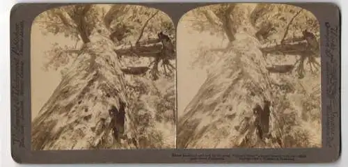 Stereo-Fotografie Underwood & Underwood, New York, Ansicht Mariposa Grove / CA, Grizzly Giant Mammutbaum