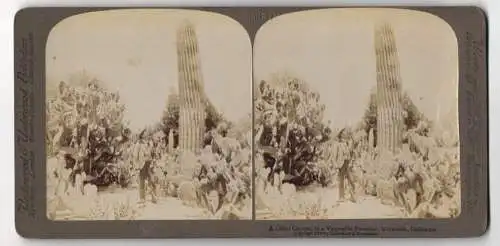 Stereo-Fotografie Underwood & Underwood, New York, Ansicht Riverside / CA, Giant Cactus in a vegetable Paradise