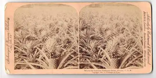 Stereo-Fotografie Underwood & Underwood, New York, Ansicht Florida, Pineapple Plantation