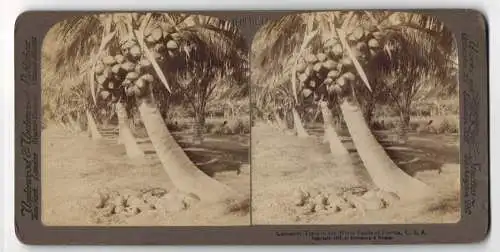 Stereo-Fotografie Underwood & Underwood, New York, Ansicht White Sands / Florida, Coconut Trees