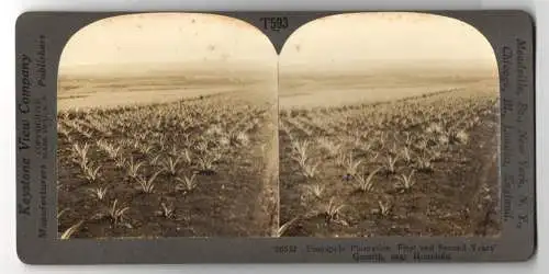 Stereo-Fotografie Keystone View Company, Meadville, Ansicht Honolulu / Hawaii, Pineapple Plantation