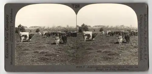 Stereo-Fotografie Keystone View Company, Meadville, Ansicht La Plata / Argentinien, Shorthorn Cattle on Range