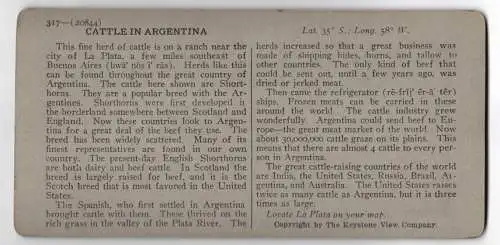 Stereo-Fotografie Keystone View Company, Meadville, Ansicht La Plata / Argentinien, Shorthorn Cattle on Range