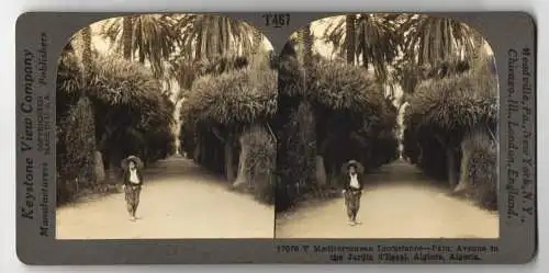 Stereo-Fotografie Keystone View Company, Meadville, Ansicht Algiers / Algeria, Palm Avenue in the Jardin d'Essai