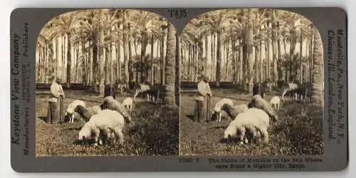 Stereo-Fotografie Keystone View Company, Meadville, Ansicht Memphis / Ägypten, Hirte mit seinem Vieh zwischen Palmen