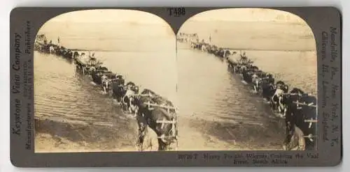 Stereo-Fotografie Keystone View Company, Meadville, Ansicht Südafrika / South Africa, Cattle Wagons Crossing Vaal River