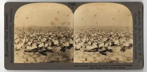 Stereo-Fotografie Keystone View Company, Meadville, Ansicht Cape Town / South Africa, Gannets in Countless Numbers