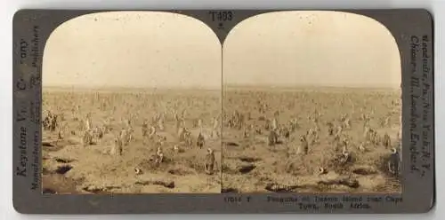 Stereo-Fotografie Keystone View Company, Meadville, Ansicht Cape Town / South Africa, Penguin on Dassen Island