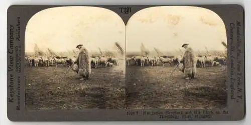 Stereo-Fotografie Keystone View Company, Meadville, Ansicht Hortobagy Plain / Hungary, Hungarian Shepherd & His Flock