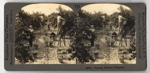 Stereo-Fotografie Keystone View Company, Meadville, Ansicht Delaware, Picking Peaches