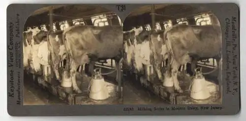 Stereo-Fotografie Keystone View Company, Meadville, Ansicht Plainsboro / New Jersey, Milking Scene in Modern Dairy