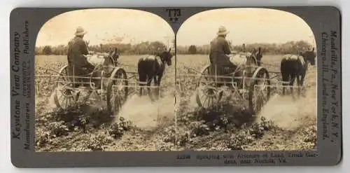 Stereo-Fotografie Keystone View Company, Meadville, Ansicht Truck Gardens - Norfolk / Virginia, Sprying with Arsenate