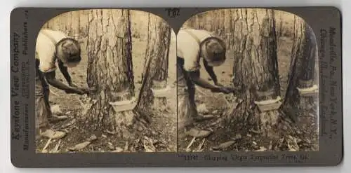 Stereo-Fotografie Keystone View Company, Meadville, Ansicht Georgia, Chipping A Turpentine Tree