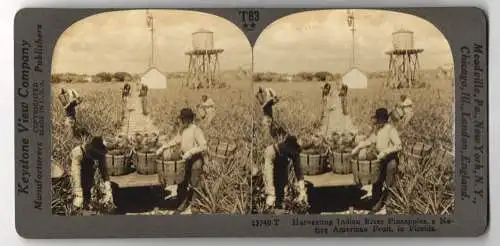 Stereo-Fotografie Keystone View Company, Meadville, Ansicht Florida, Harvesting Indian River Pineapples