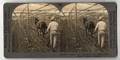Stereo-Fotografie Keystone View Company, Meadville, Ansicht Alabama, Cultivation of High Grade Cigar Tobacco