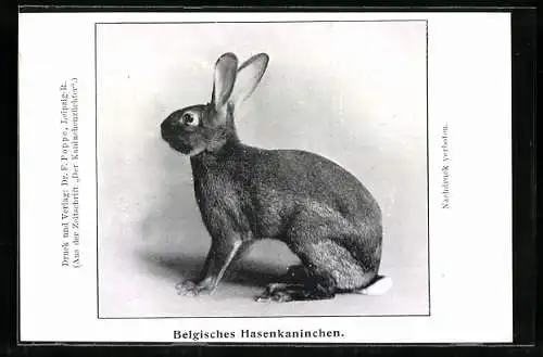 AK Belgisches Hasenkaninchen