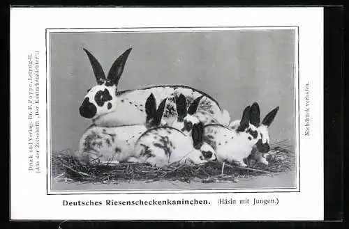 AK Deutsches Riesenscheckenkaninchen, Häsin mit Jungen
