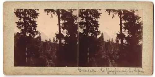 Stereo-Fotografie unbekannter Fotograf, Ansicht Interlaken, Blick vom Wald nach Jungfrau, Geltscher