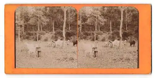 Stereo-Fotografie unbekannter Fotograf und Ort, junger Ziegenhirte mit seiner Herde am Waldesrand