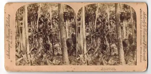 Stereo-Fotografie Strohmeyer & Wyman, New York, dichter Palmenwald im indischen Jungel, Forstwirtschaft