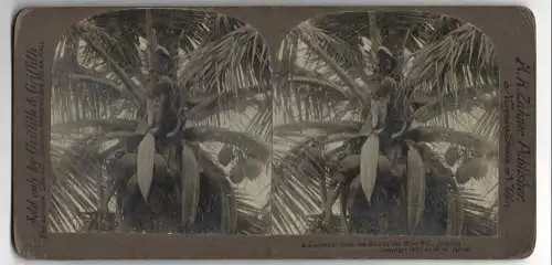 Stereo-Fotografie M. H. Zahner, Niagara Falls / NY, jamakanischer Kokusnusbaum mit Kokusnüssen, Landwirtschaft