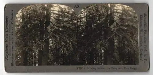 Stereo-Fotografie Keystone View Co., Meadville, Affenmutter mit ihrem Jungen hockt im Baum