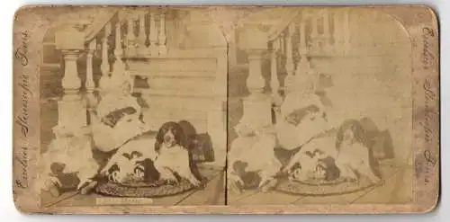 Stereo-Fotografie unbekannter Fotograf und Ort, Hundemutter mit ihren Welpen beim säugen, Little Mothers