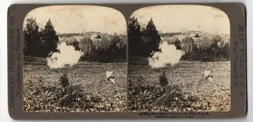 Stereo-Fotografie American Stereoscopic Co., New York, Wachteljagd in Kansas, Quail Hunting